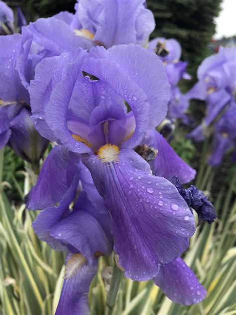 irises that smell like grape